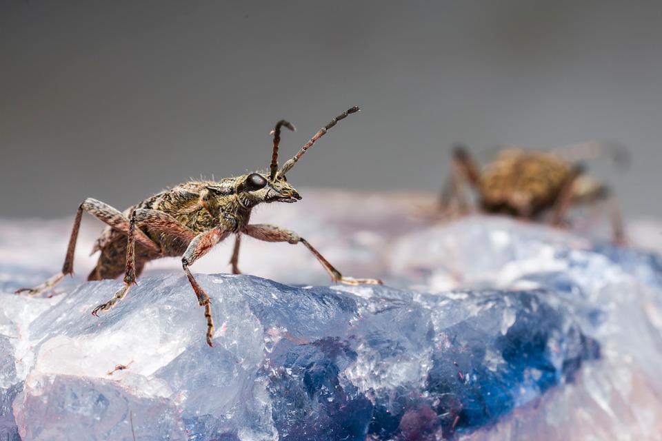 Spotted Insect Images Beetle Insect Black-Spotted - Free photo on Pixabay - Pixabay