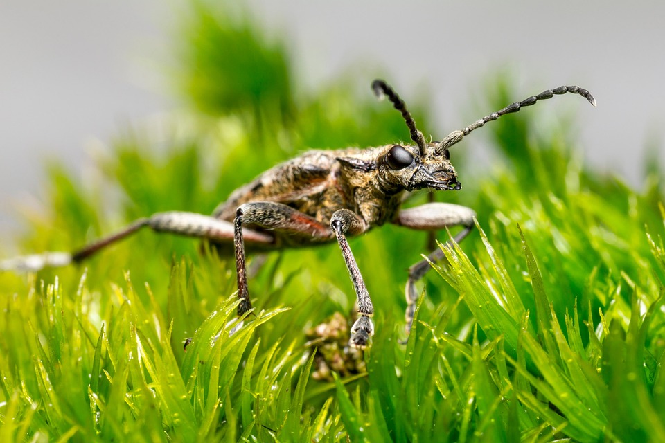 Spotted Insect Images Beetle Insect Black-Spotted - Free photo on Pixabay - Pixabay