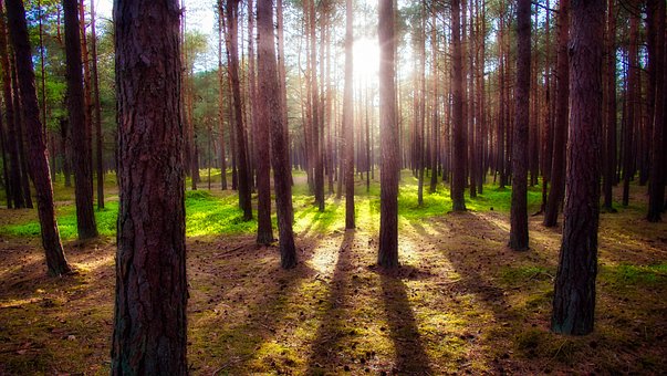 Wald, Bäume, Sonnenlicht, Sonne