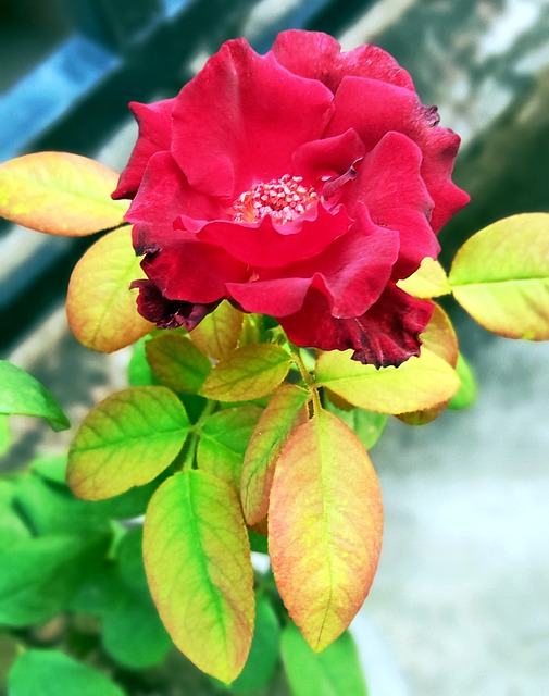 Rosa X Hybrid, Rose, Rose Med Blade
