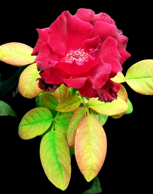 Rose, Rose Hybrid