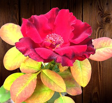 Rose, Neture Steg, Rosenblomst, Blomster