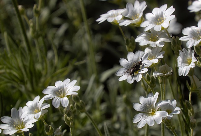Free Brake Insect photo and picture