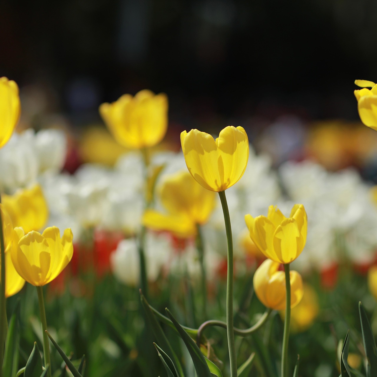 Flowers Tulips Spring Yellow - Free photo on Pixabay