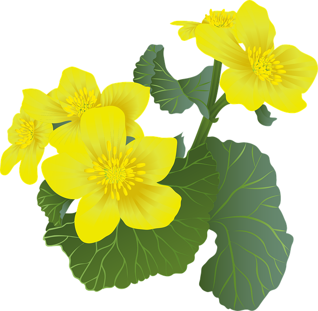 Free flowers marsh marigolds marigolds vector