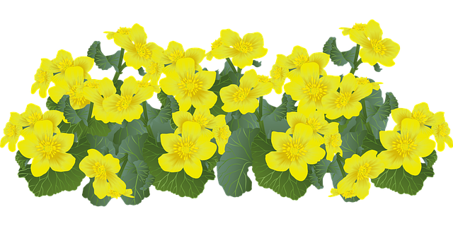 Free flowers marsh marigolds marigolds vector