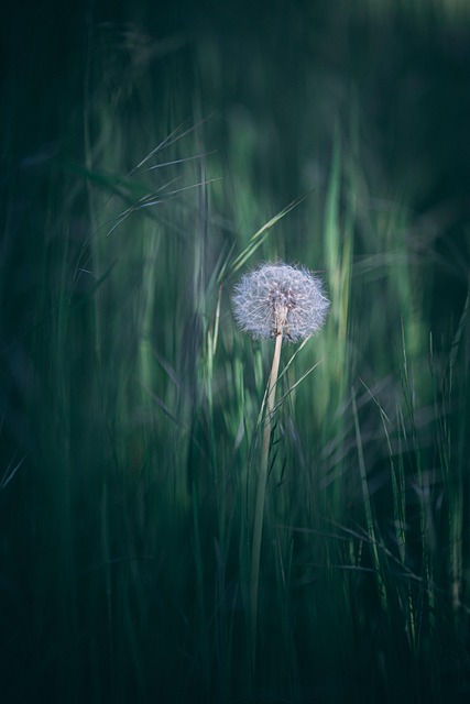 Løvetann, Vakre Blomster, Blomst, Natur