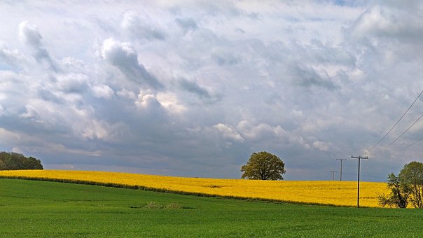 Free Clouds Oilseed Rape photo and picture