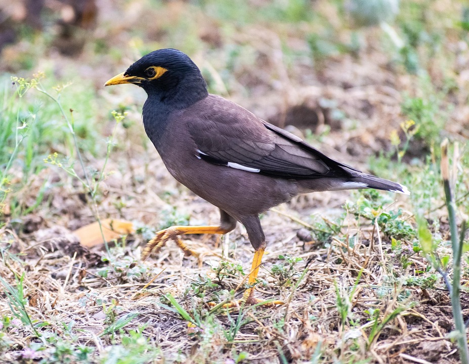 Indian Myna Bird Free photo on Pixabay Pixabay
