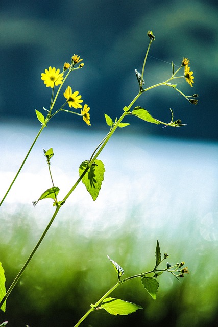 Free Flower Jungle photo and picture