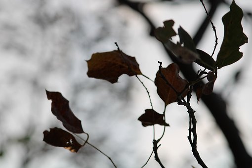 Free Leaf Forest photo and picture