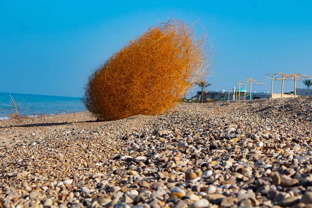 Tumbleweed, Trocken, Strand