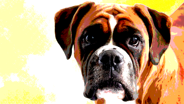 Free Dog Portrait illustration and picture