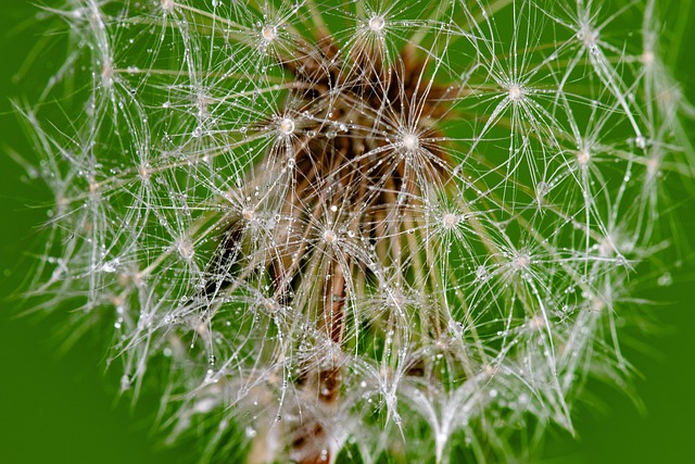 Free Dandelion Drops photo and picture