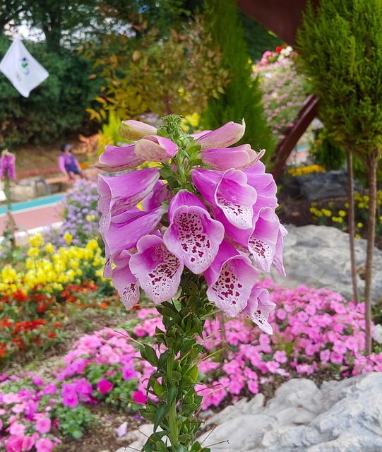 Free Flower Natural photo and picture