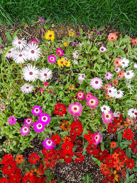 Free Flower Natural photo and picture