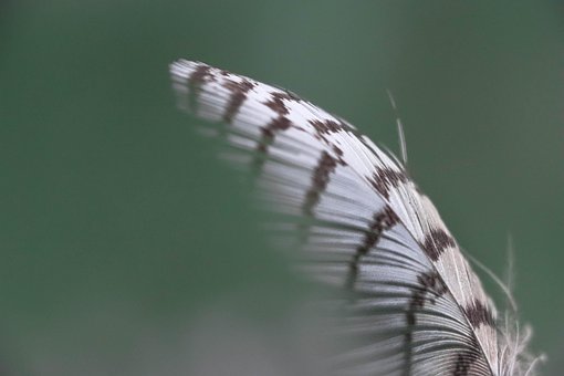 Free Feather Macro photo and picture