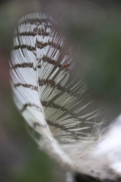 Free Feather Macro photo and picture