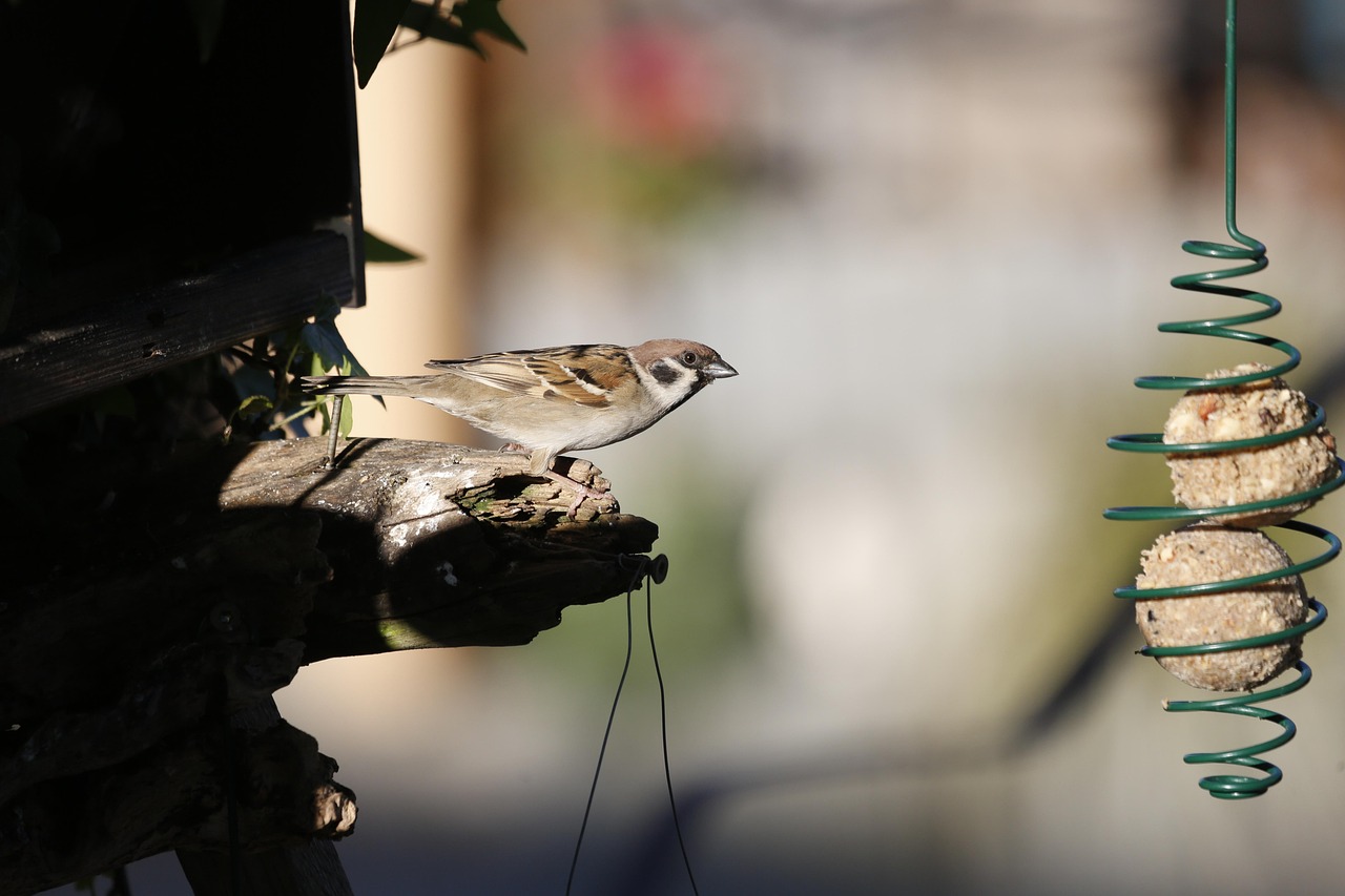Bird Food Feeder Free Photo On Pixabay