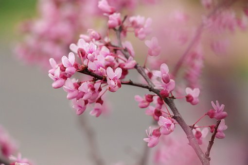 Free Pink Flowers Flowers photo and picture