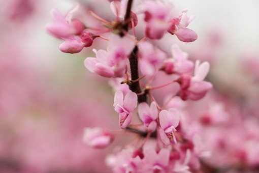 Free Pink Flowers Flowers photo and picture