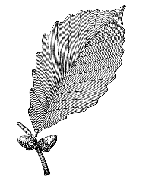 Free chestnut oak acorns leaf illustration