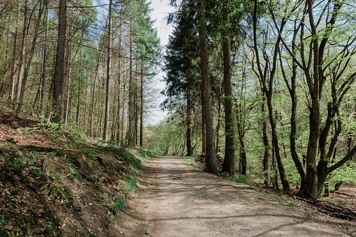 Wald, Bäume, Weg, Natur, Landschaft
