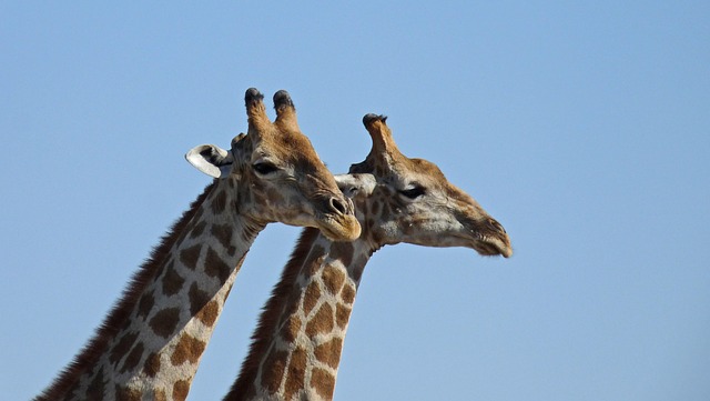 Free Giraffe Two Giraffes photo and picture