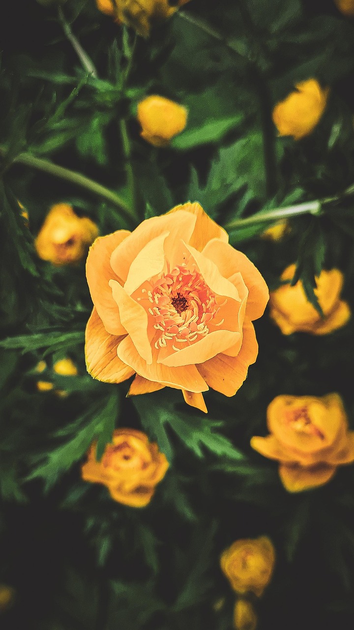 Plus De 10 Images De Globeflower Et De Bloom Pixabay Plus De 10 Images De Globeflower Et De Bloom Pixabay