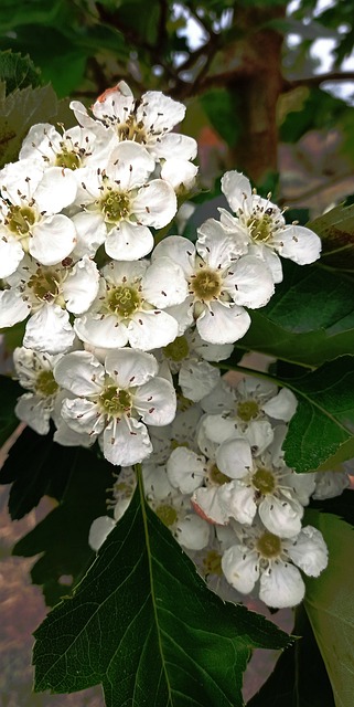 Blumen, Weißdorn, Feder, Die Natur