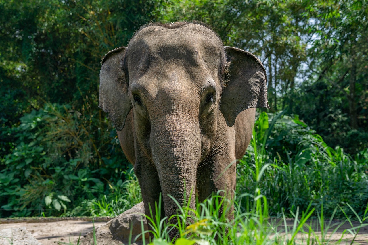 S o Zwierz Safari Darmowe Zdj cie Na Pixabay Pixabay S o Zwierz Safari Darmowe Zdj cie Na Pixabay Pixabay