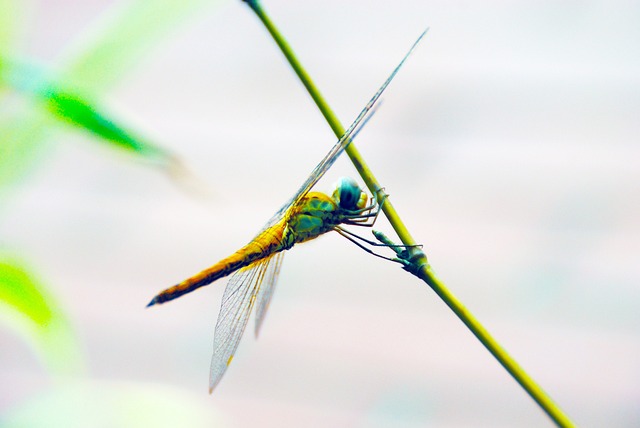 Guldsmed, Insekt, Bug, Natur, Vinger