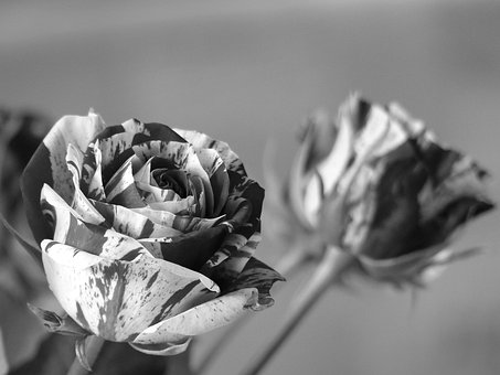 Blomst, Rose, Sorg, Blomstre, Nostalgi