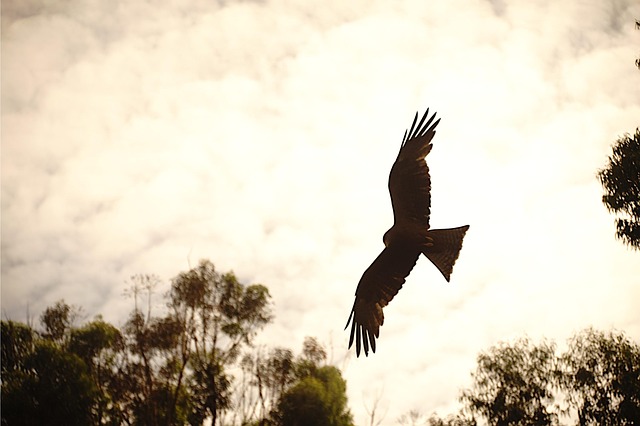 Free Eagle Bird photo and picture
