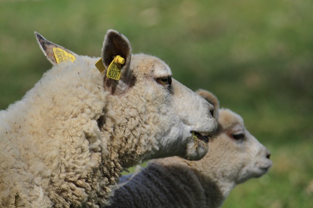 Free Sheep Animal photo and picture