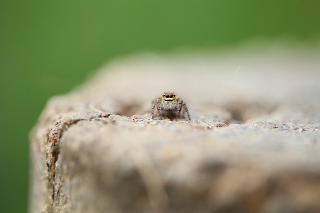Free Spider Insect photo and picture