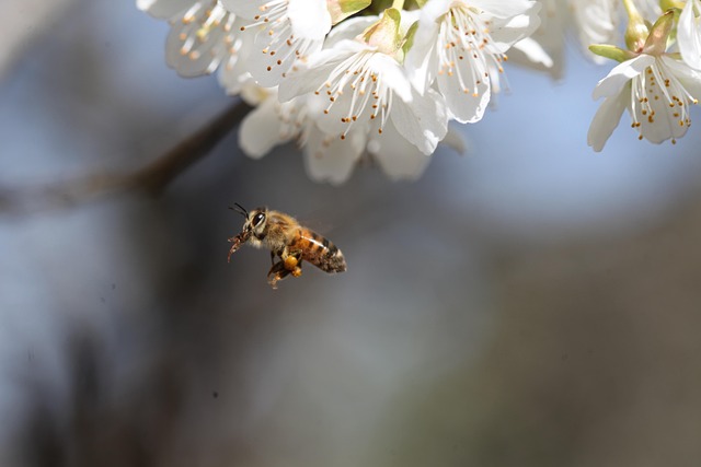 Free Bee Insect photo and picture
