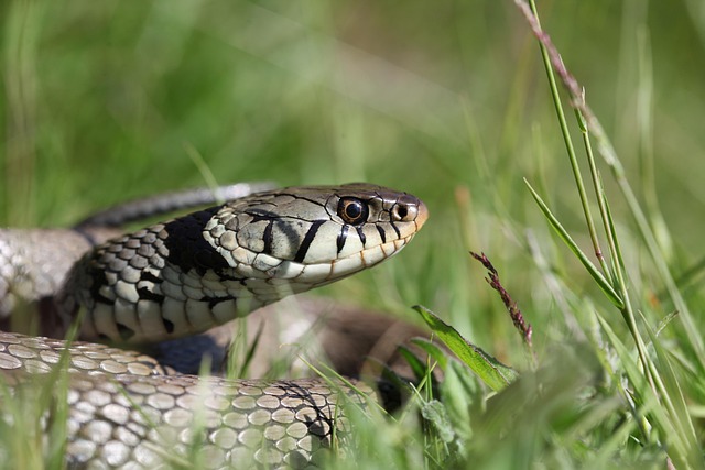 Free Snake Reptile photo and picture