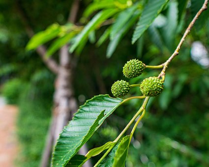 Free Nature Plants photo and picture