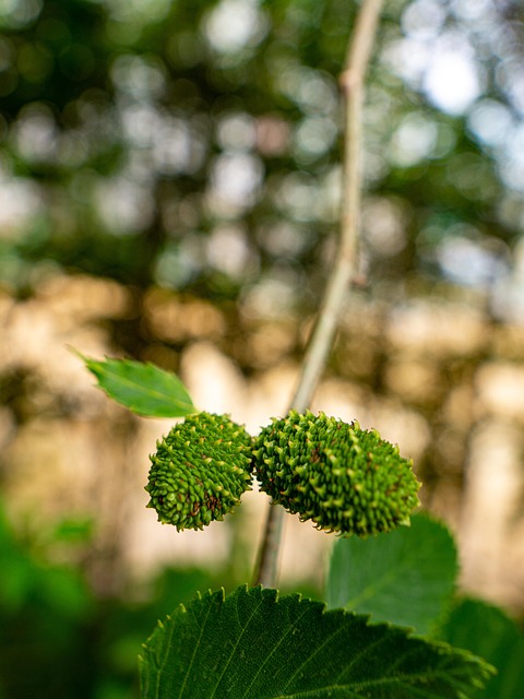 Free Acorn Plants photo and picture