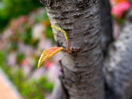 Free Tree Leaf photo and picture