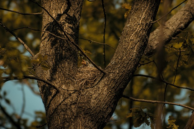 Free Bird Chick photo and picture