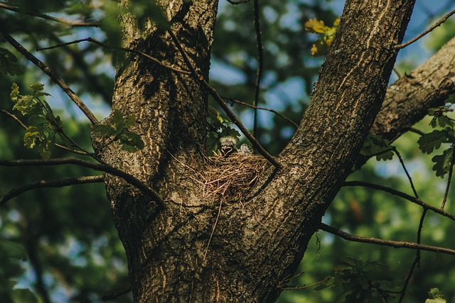 Free Bird Chick photo and picture