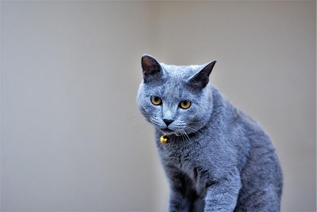 Free Cat Nature photo and picture