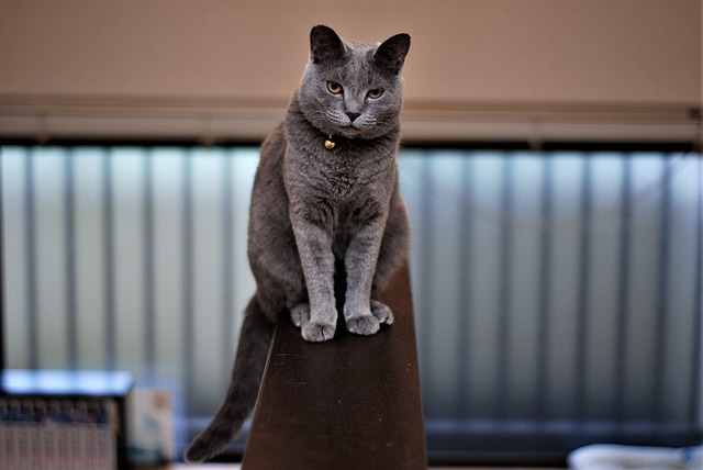 Free Cat Nature photo and picture