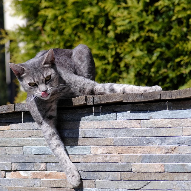 Free Cat Animal photo and picture