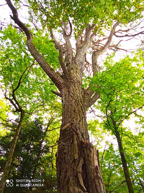 Free Tree Nature photo and picture