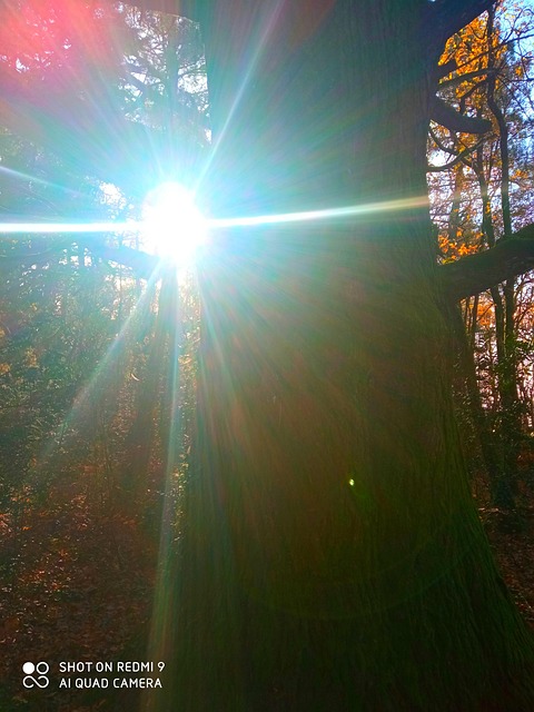 Free Tree Green photo and picture