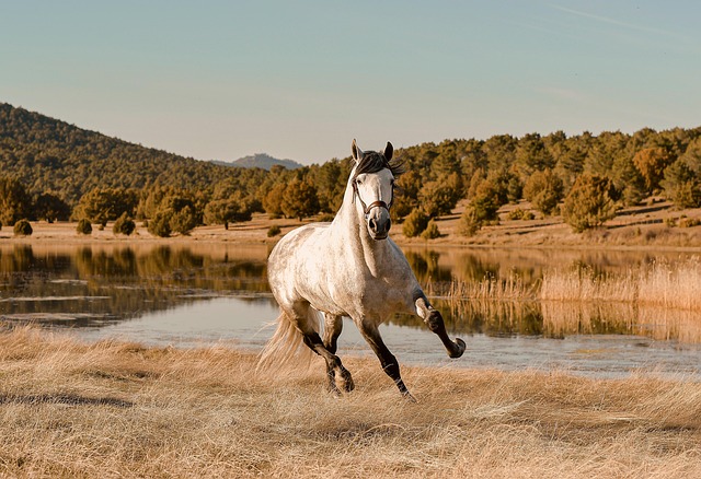 Free Horse Gallop photo and picture Free Horse Gallop photo and picture
