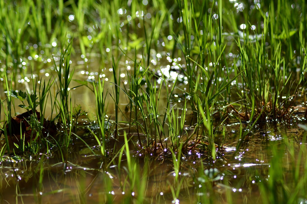 Agua Primavera El Sol - Foto gratis en Pixabay - Pixabay